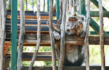 פעילות בפארק ומקלט הקופים הישראלי בבן שמן